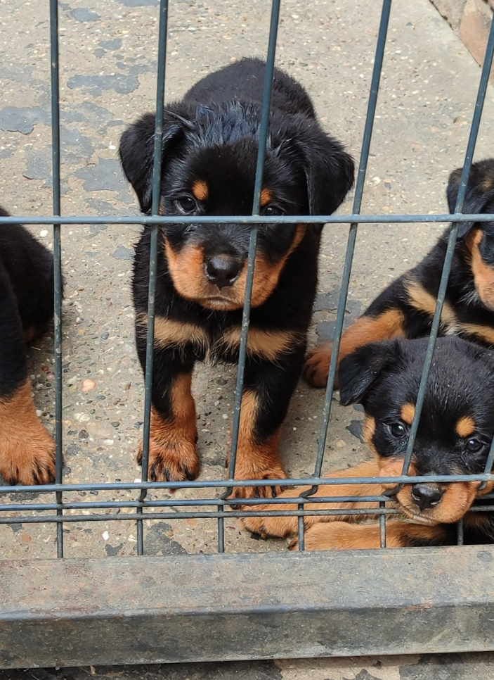 Prelepa štenad Rotvajlera, 2 meseca starosti