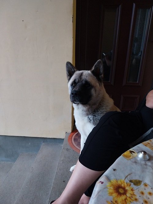 Američka akita, parenje