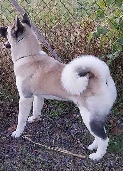 Američka akita, parenje