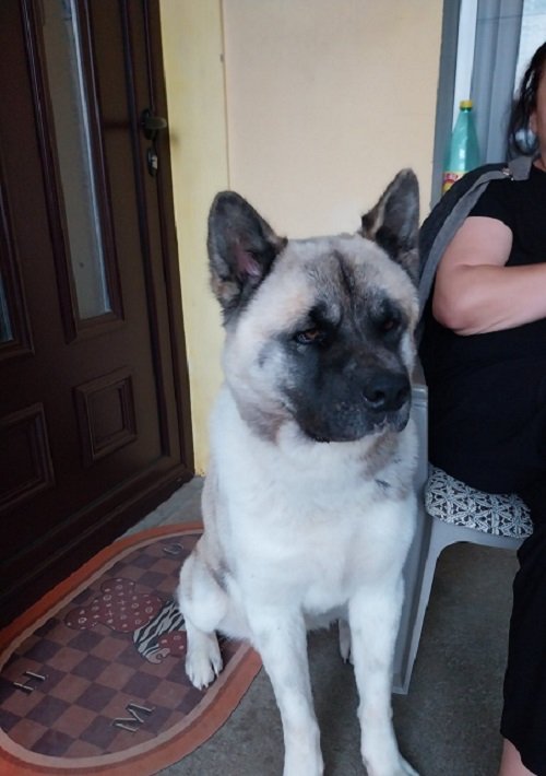 Američka akita, parenje