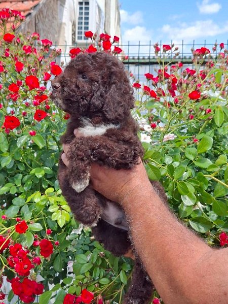 Lagoto Romanjolo (Lagotto Romagnolo)