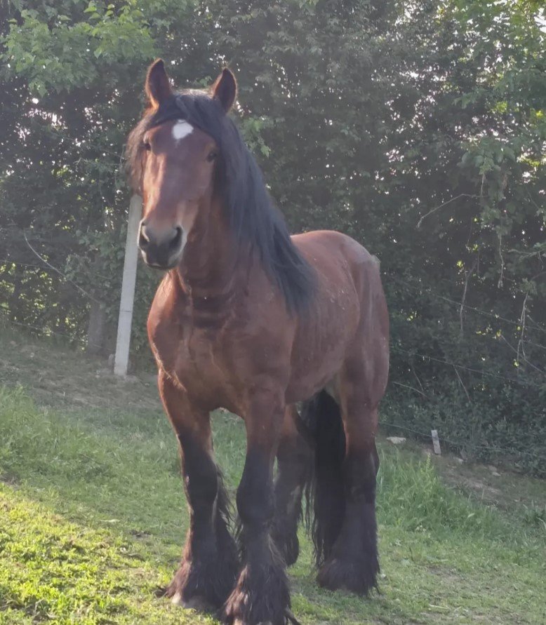 Blegijan Draft Pastuv