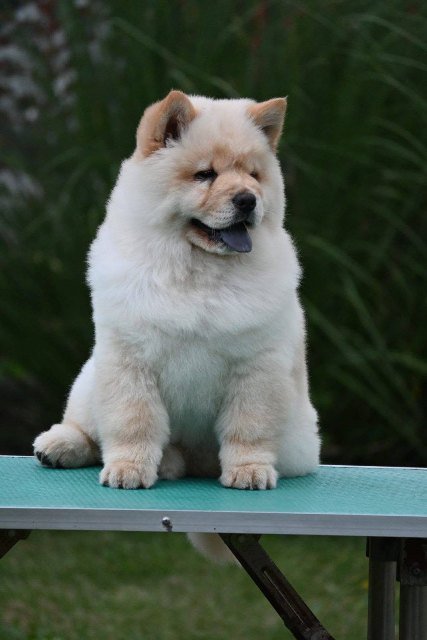 Čau Čau štenci