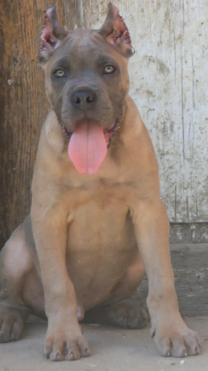 Cane Corso štenci