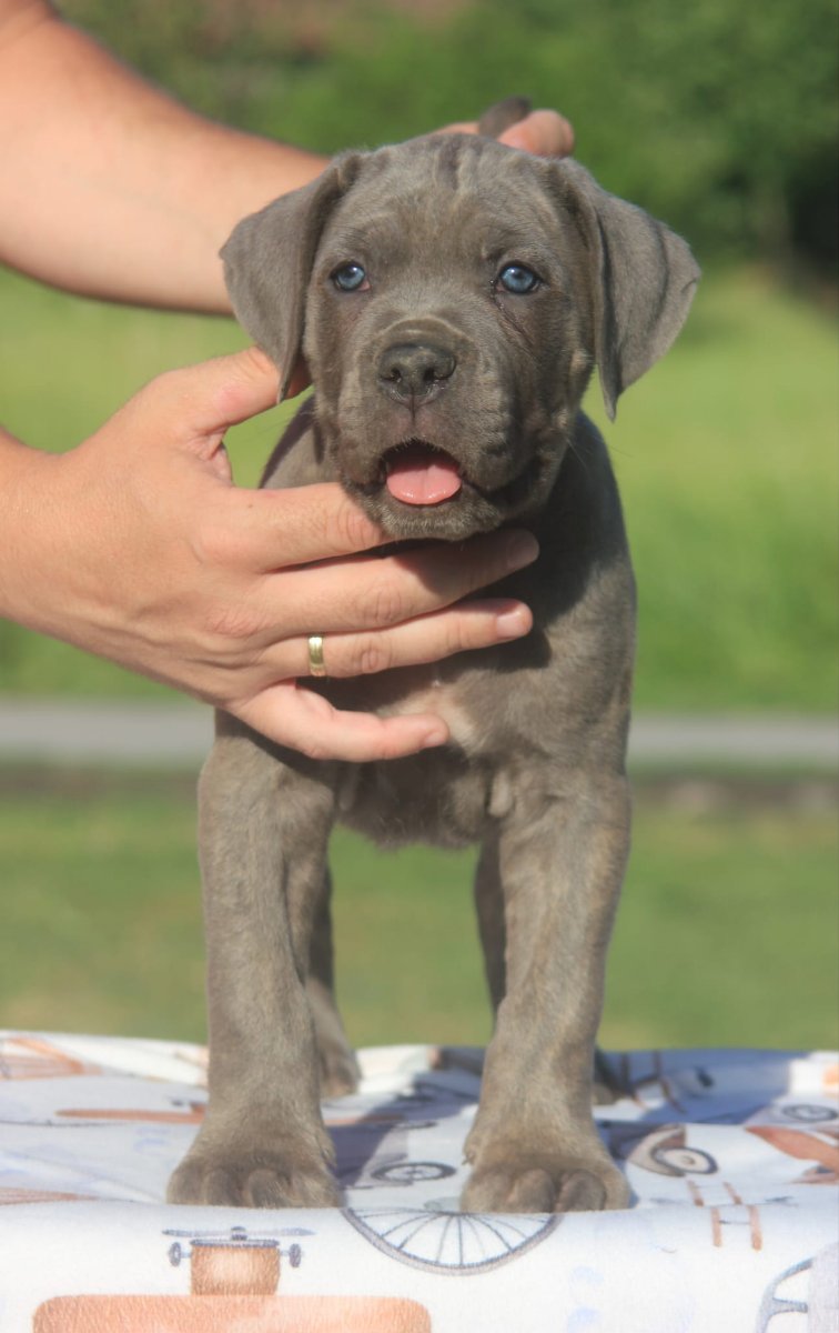 Cane Corso štenci
