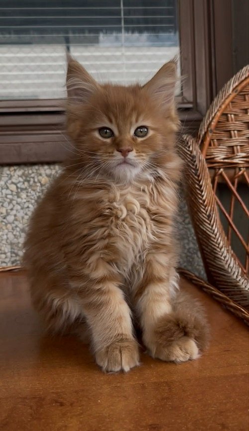 Maine Coon mačići