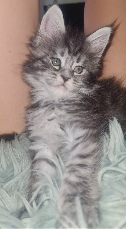 Maine Coon mačići
