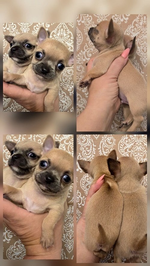 Štenci EKSTRA mini čivave