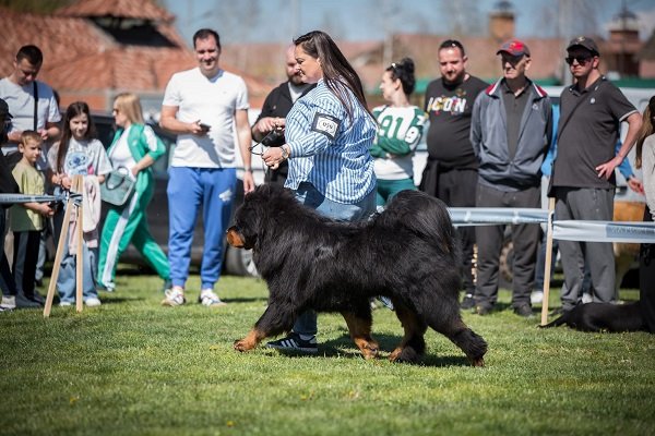 Tibetski mastif, štenci