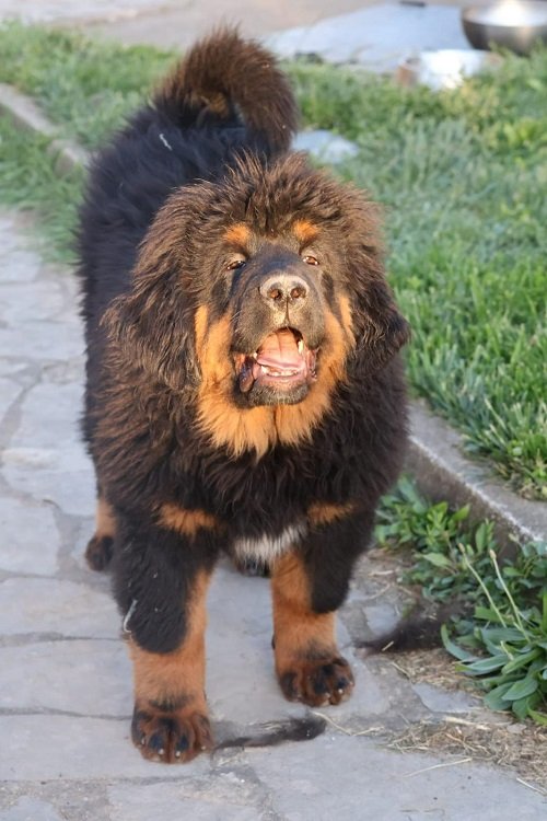 Tibetski mastif, štenci