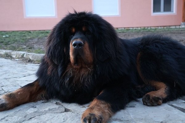 Tibetski mastif, štenci