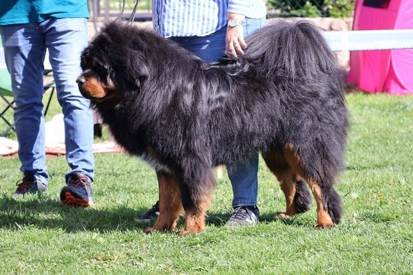 Tibetski mastif, štenci