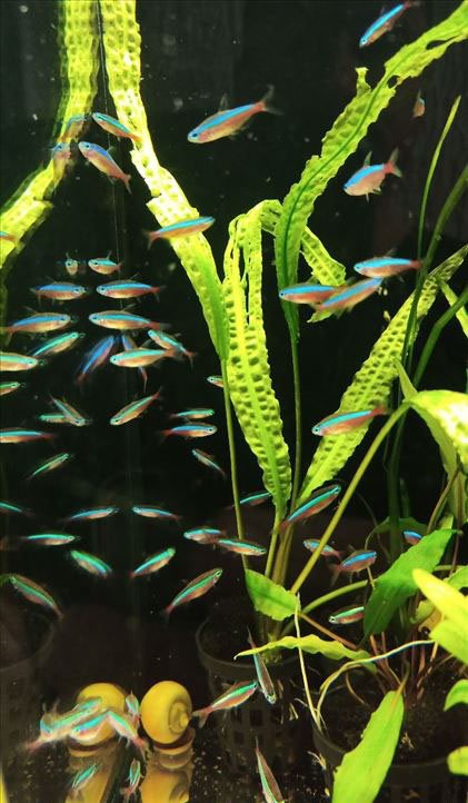 Akvarijumske ribice - Resnik, Rakovica