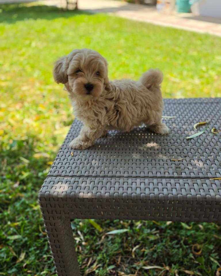 Maltipoo stenci spremni su za preuzimanje