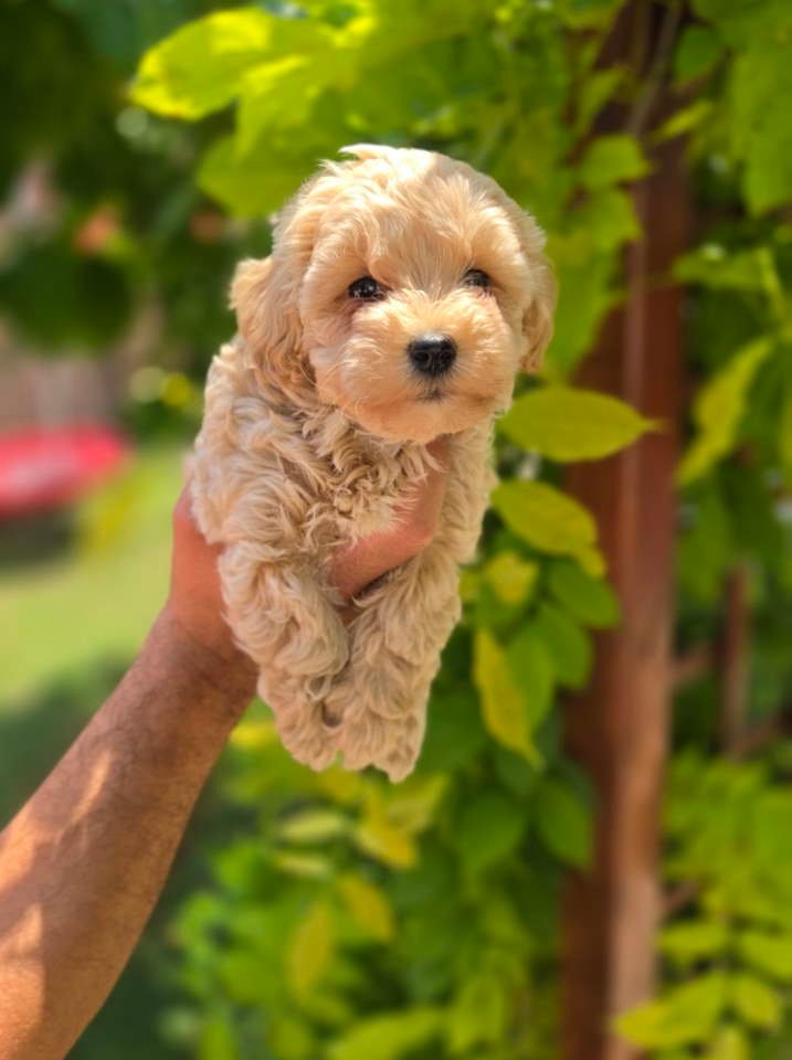 Maltipoo stenci spremni su za preuzimanje