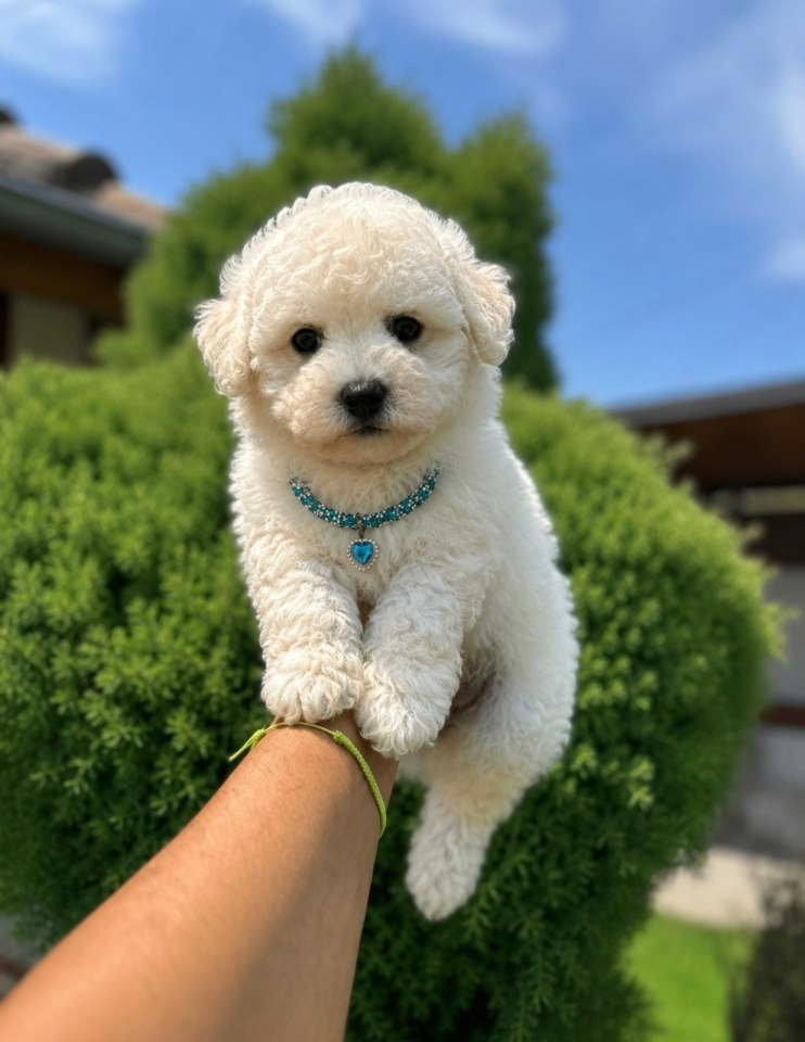 Bichon Frise štenci