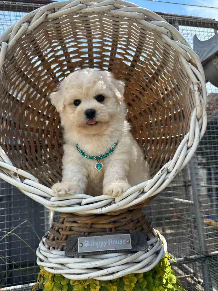 Bichon Frise štenci