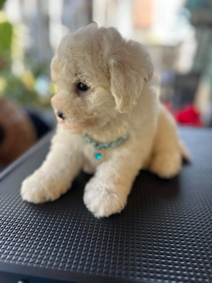 Bichon Frise štenci