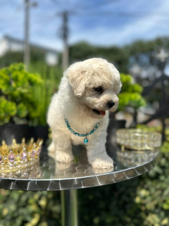 Bichon Frise štenci