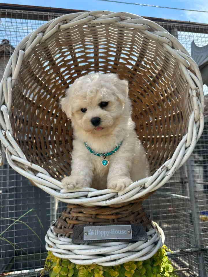 Bichon Frise štenci