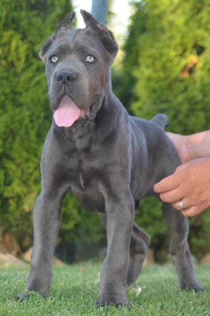 Cane Corso, vrhunski štenci