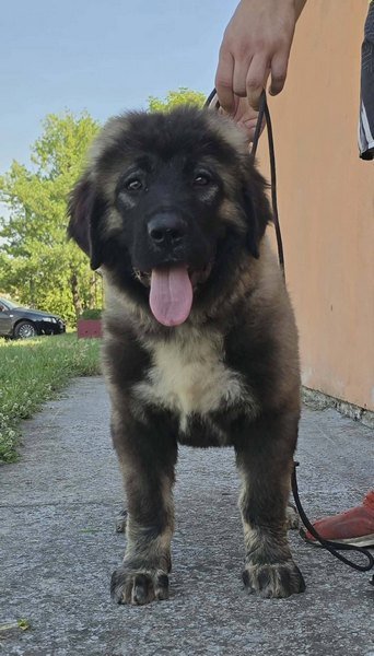 Kavkaski ovčar vrhunski štenci