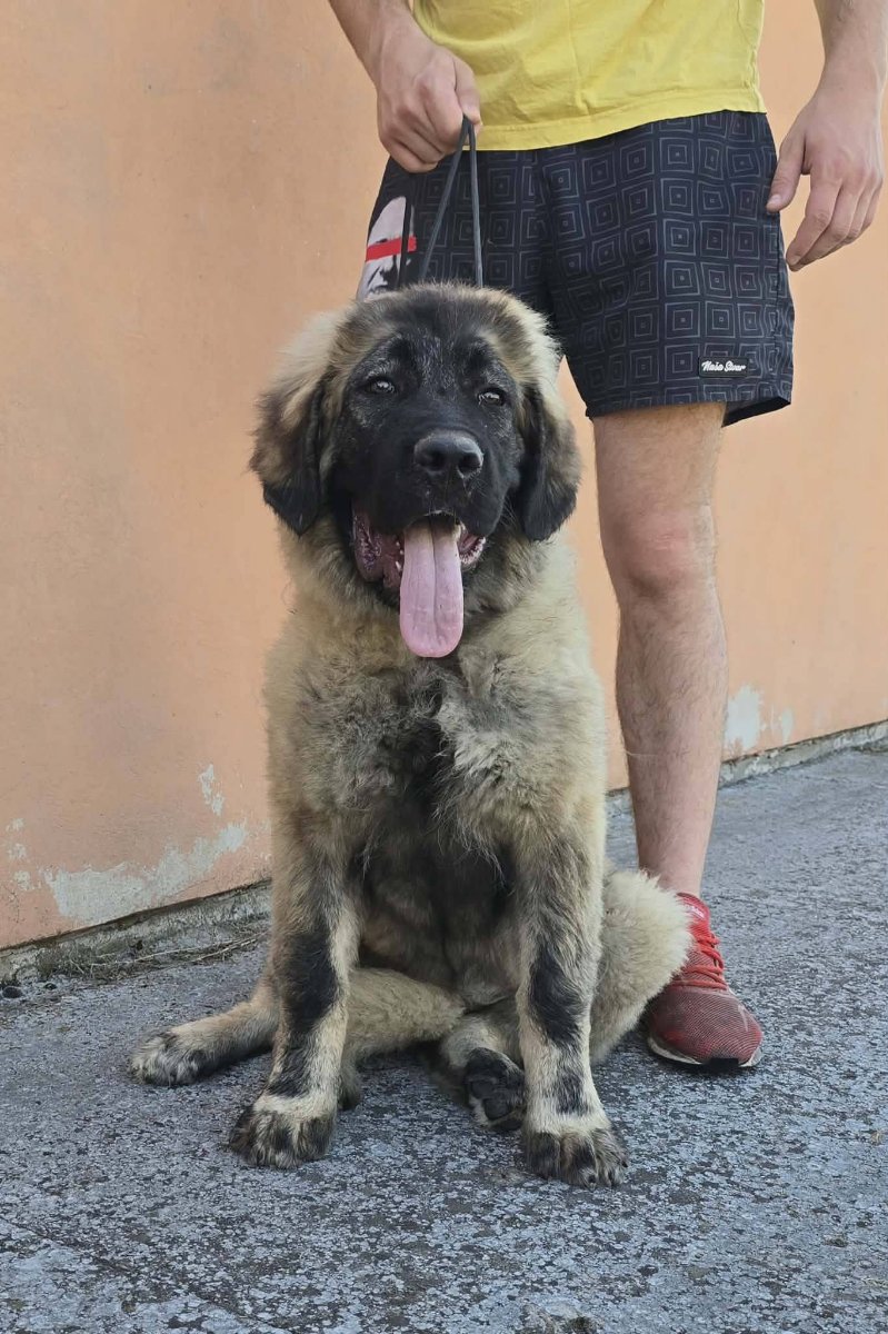 Kavkaski ovčar vrhunski štenci