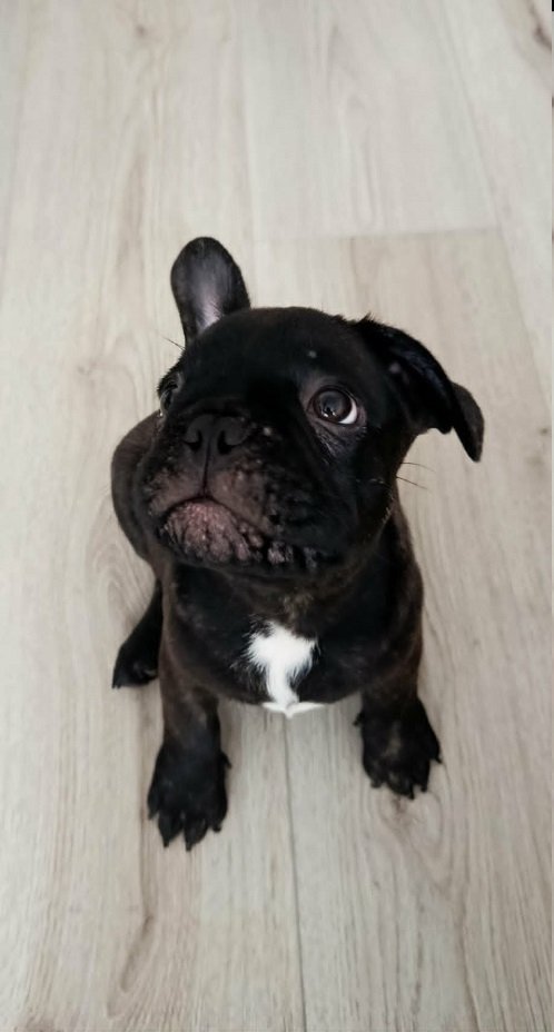 Francuski buldog
