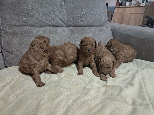 Crvena toj pudla ( Toy Poodle )