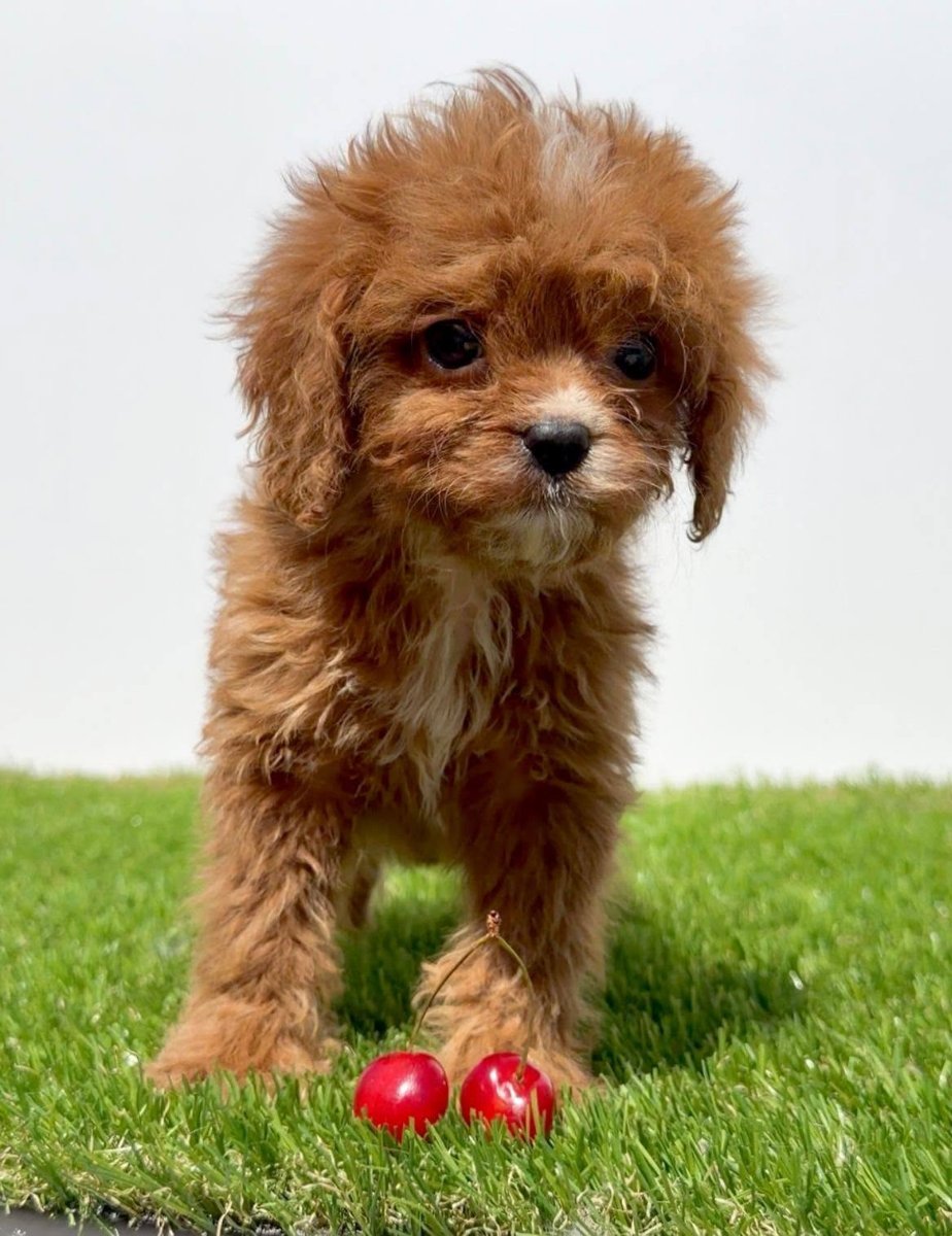 Cavapoo-Kavapu (cavalier king charles spaniel + pudla)