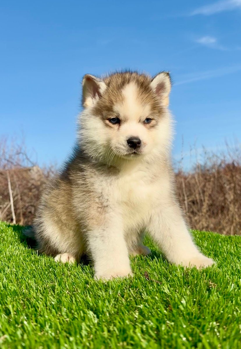Pomsky-pomski (pomeranac + haski)