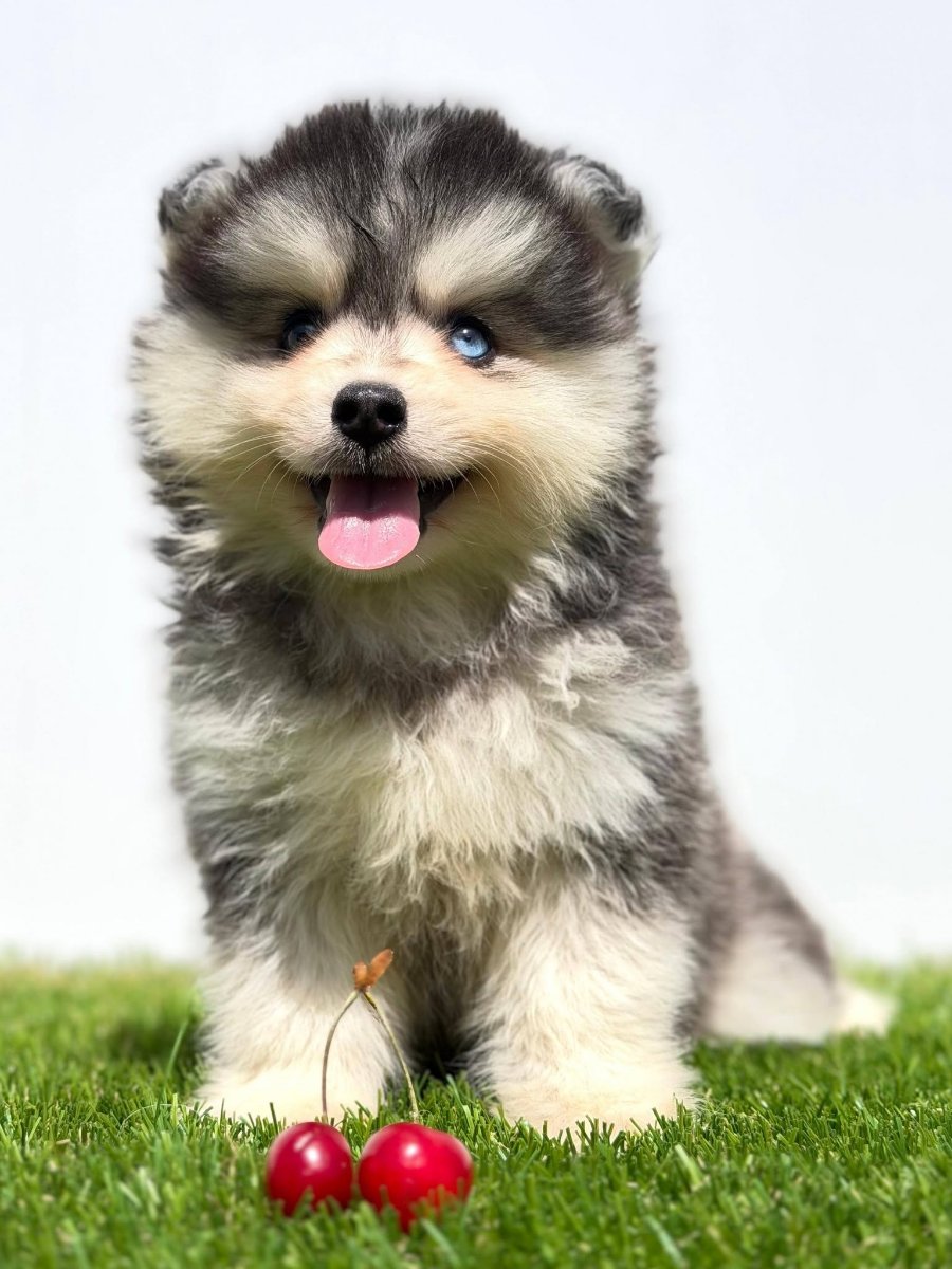 Pomsky-pomski (pomeranac + haski)