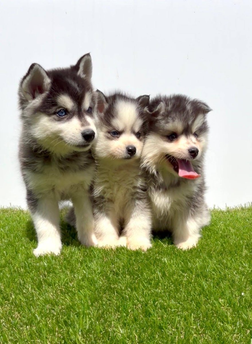Pomsky-pomski (pomeranac + haski)