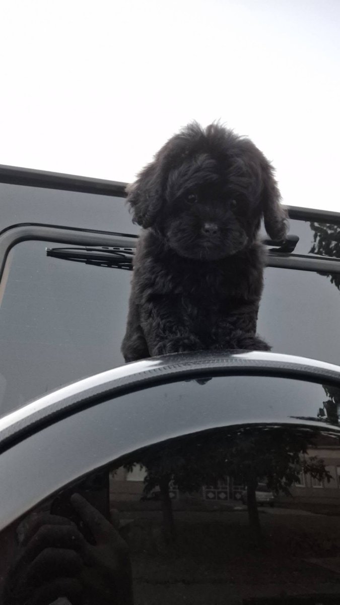 Pudle i maltipoo, prelepi štenci
