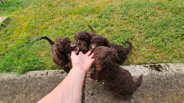 Lagotto Romagnolo, kvalitetni štenci