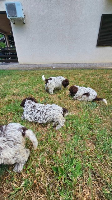 Lagotto Romagnolo, kvalitetni štenci