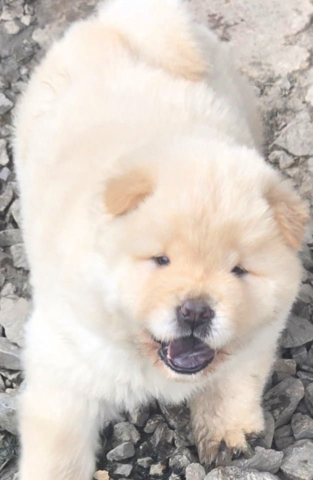 Chow chow prelepi krem stenci
