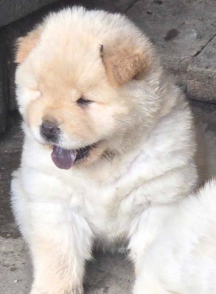 Chow chow prelepi krem stenci