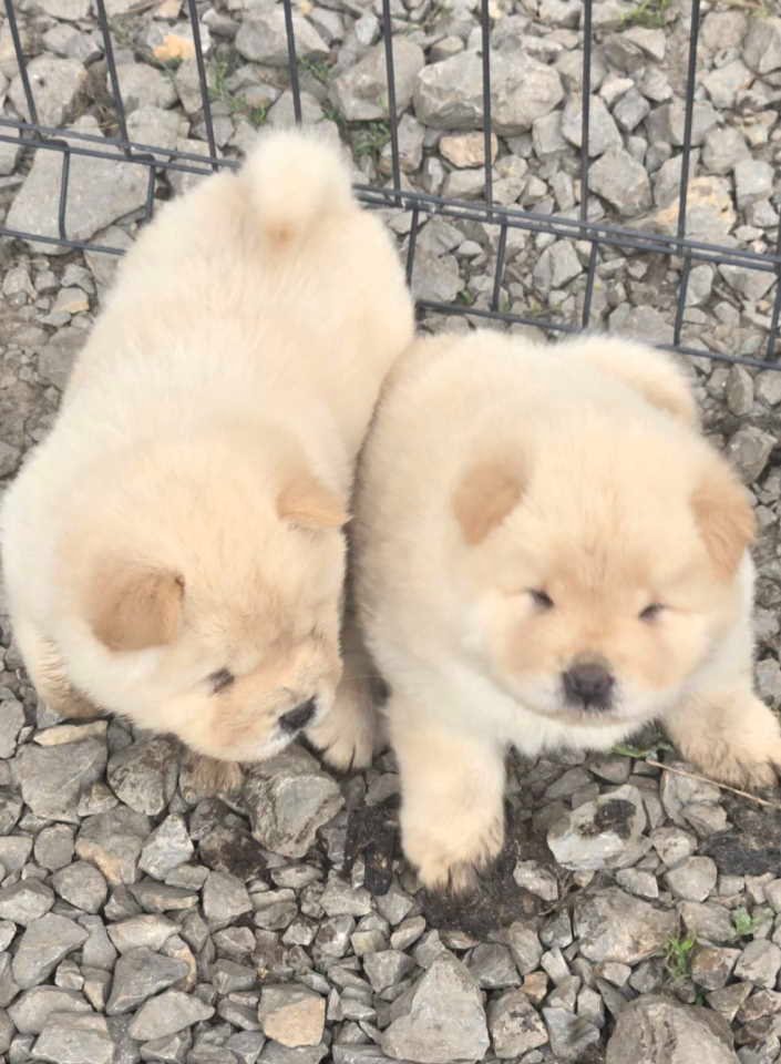 Chow chow prelepi krem stenci