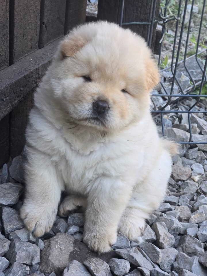 Chow chow prelepi krem stenci