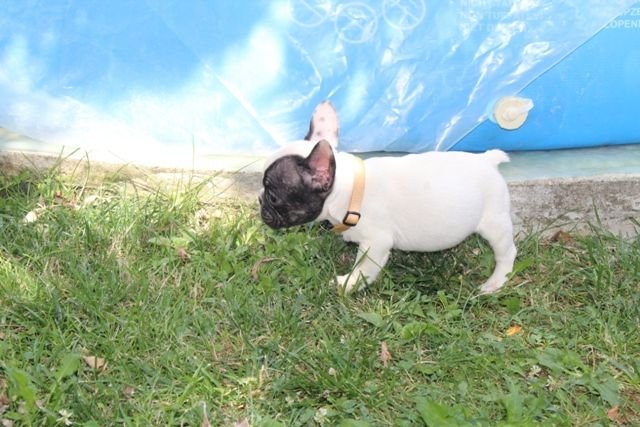 Francuski Buldog štenci