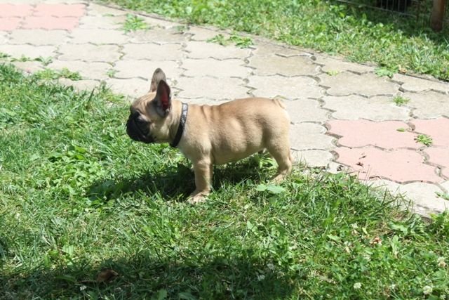 Francuski Buldog štenci
