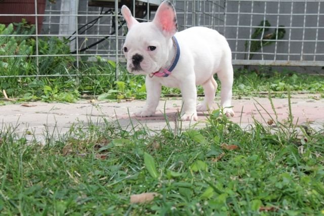 Francuski Buldog štenci