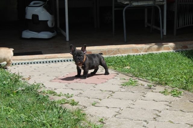 Francuski Buldog štenci