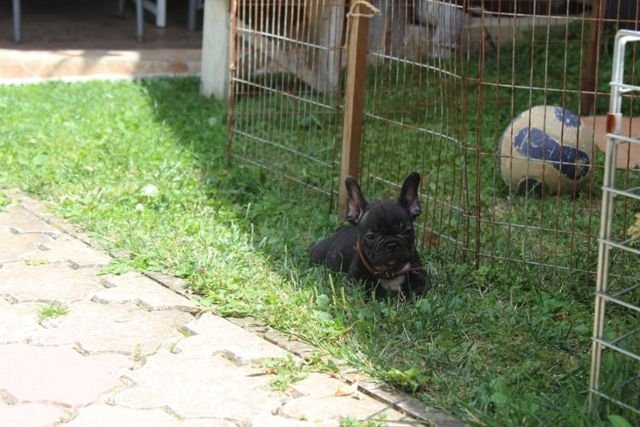 Francuski Buldog štenci