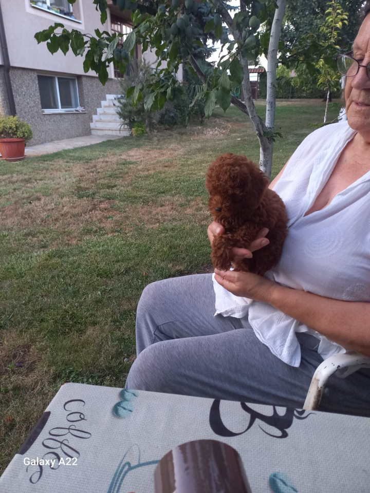 Crvena toy pudlica, žensko štene – staro 2,5 meseci