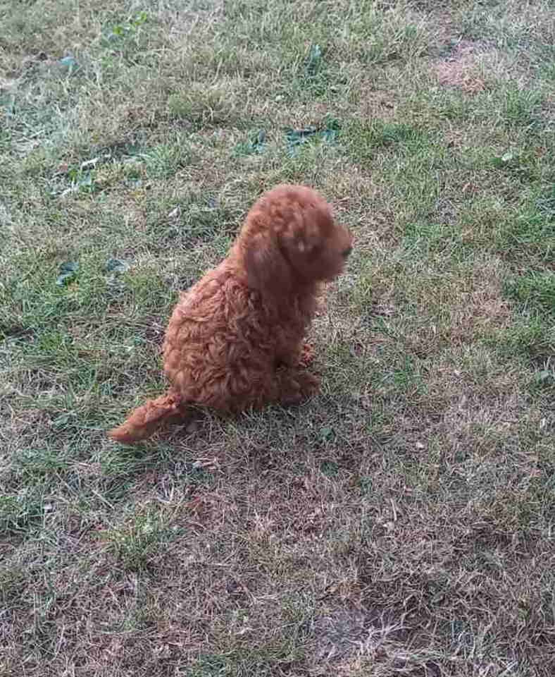 Crvena toy pudlica, žensko štene – staro 2,5 meseci