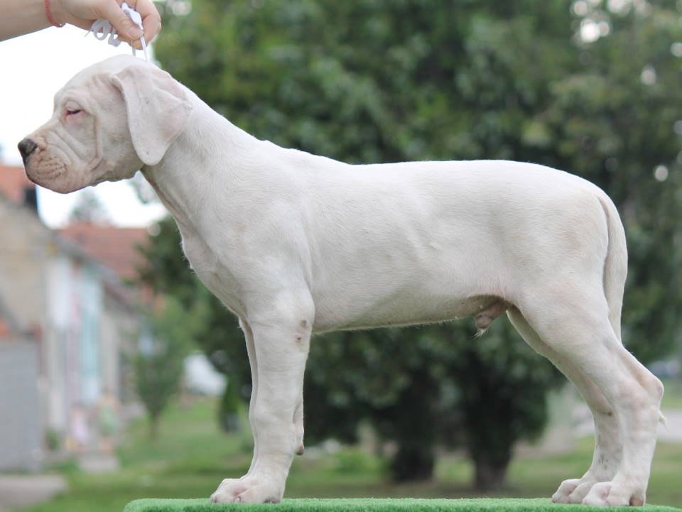 Leglo dogo argentino štenaca