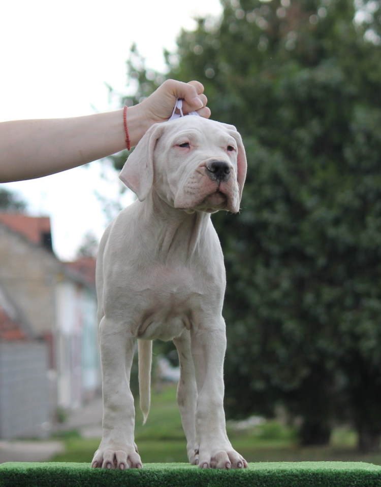 Leglo dogo argentino štenaca