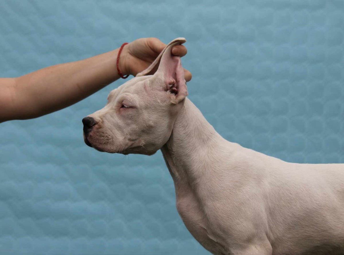 Leglo dogo argentino štenaca